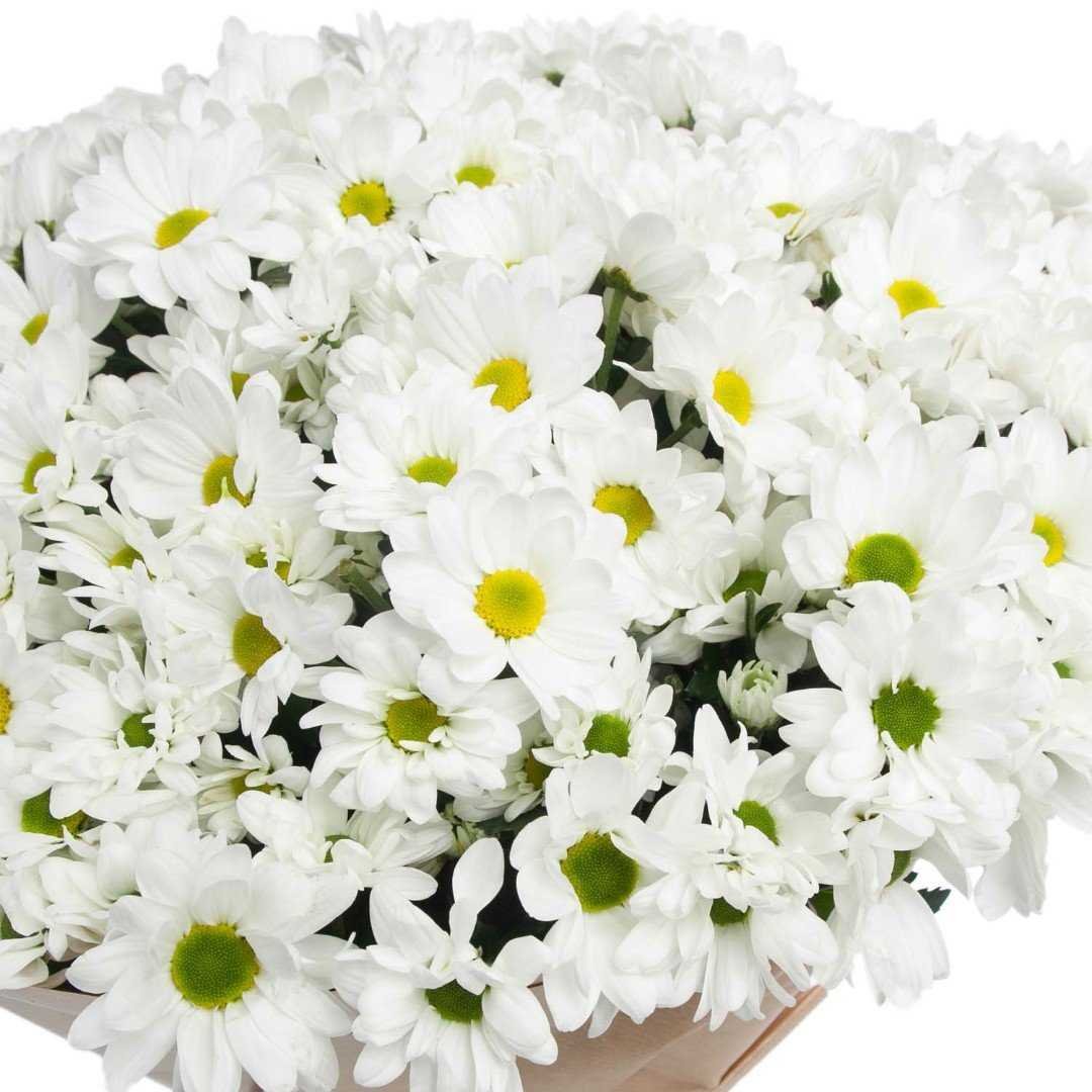 Хризантема кустовая микс