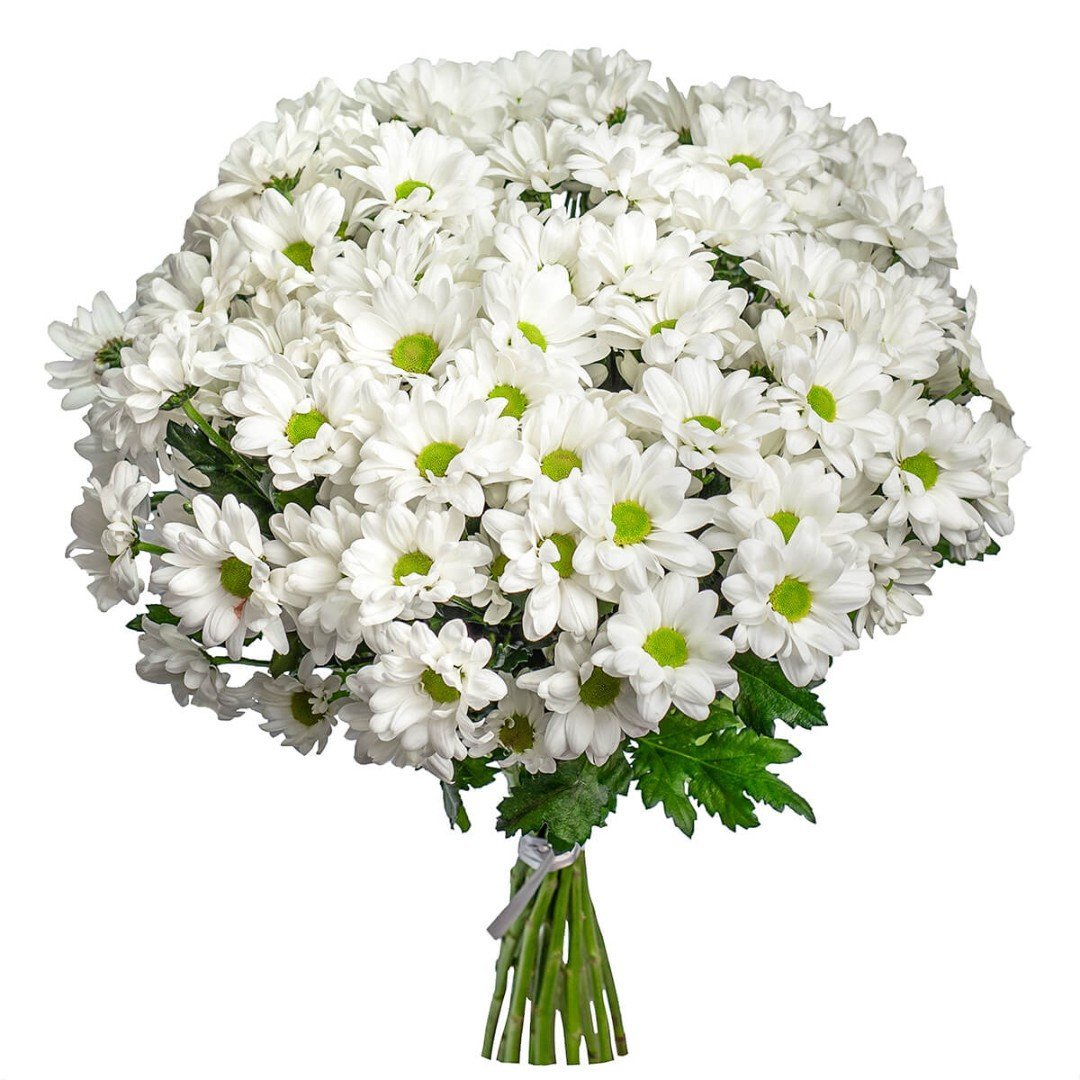 Хризантема Рибонет