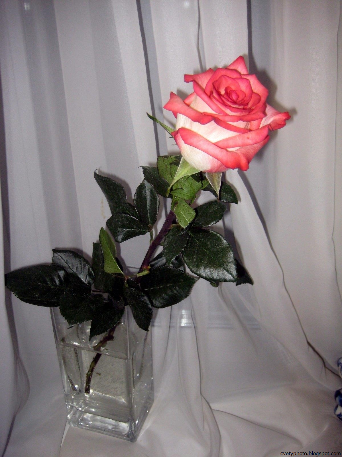 Букет цветов в вазе дома