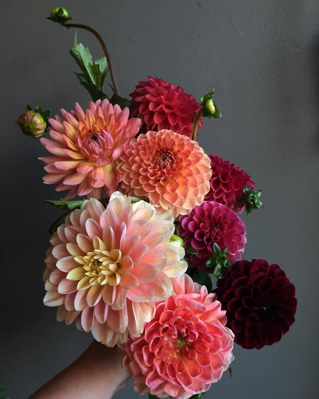 Георгины Браун Шугар