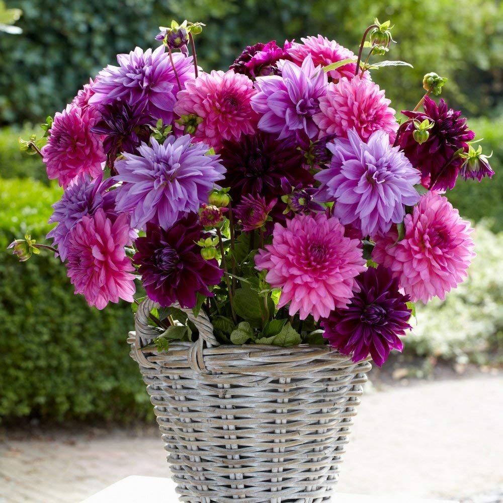 Астра Хризантема георгин