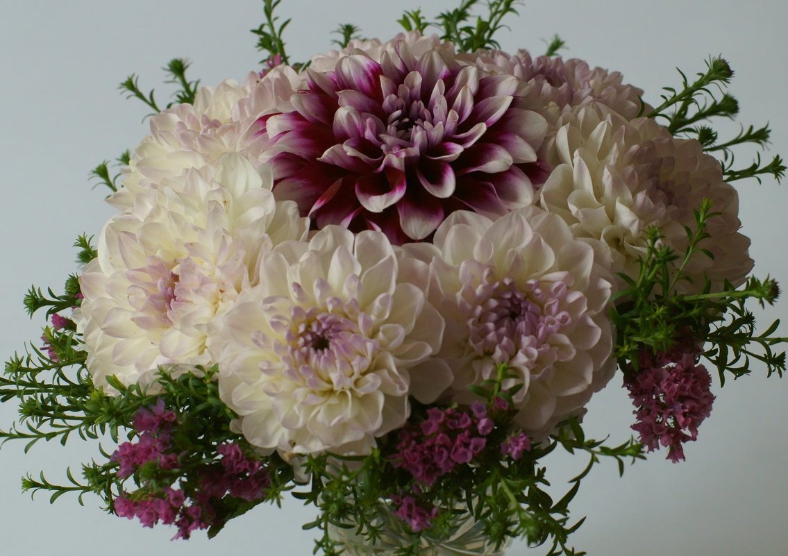 Хризантема георгиновидная