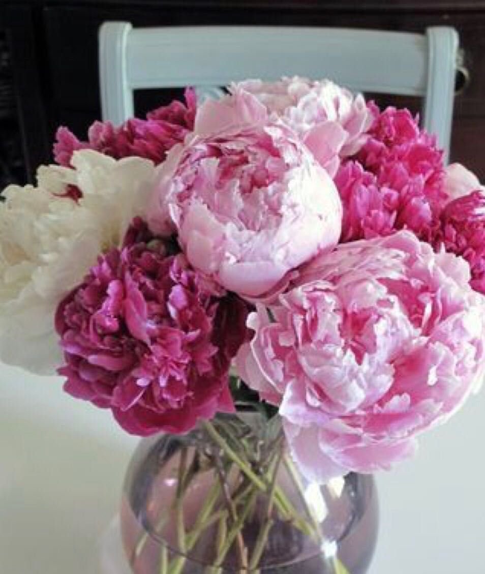 Букет пионов Эстетика