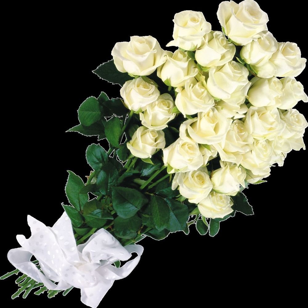 Открытки с белыми розами