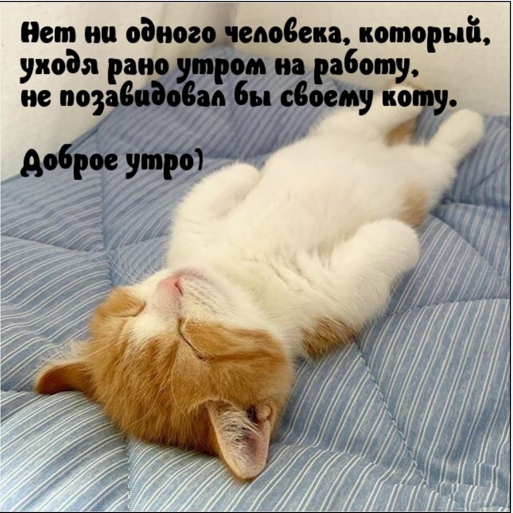 Открытка доброе утро котик