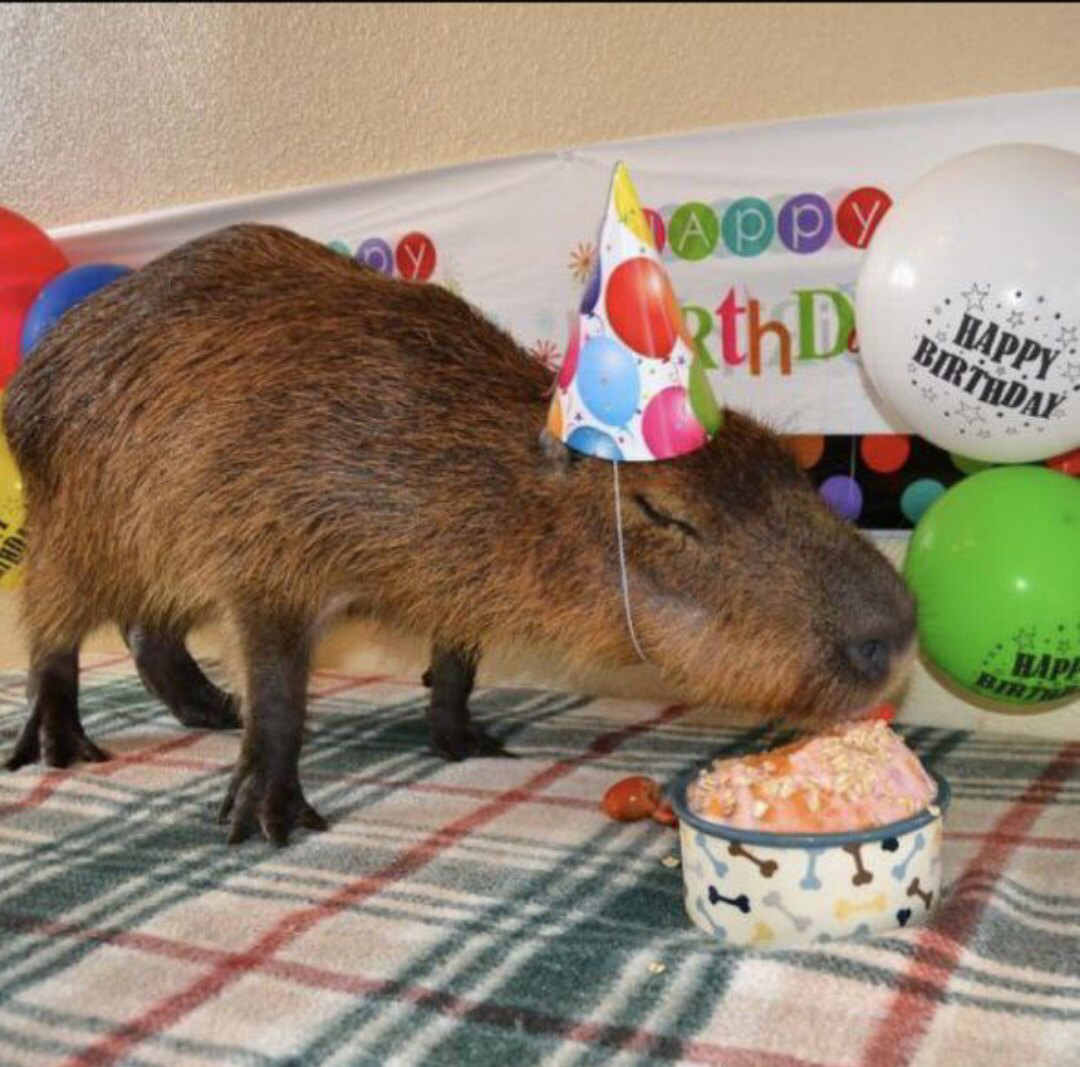 Капибара открытка