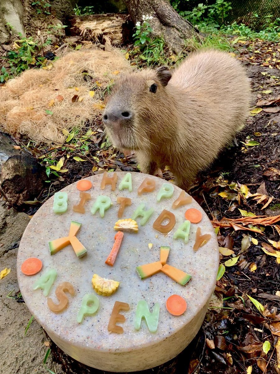 Капибара открытка люблю