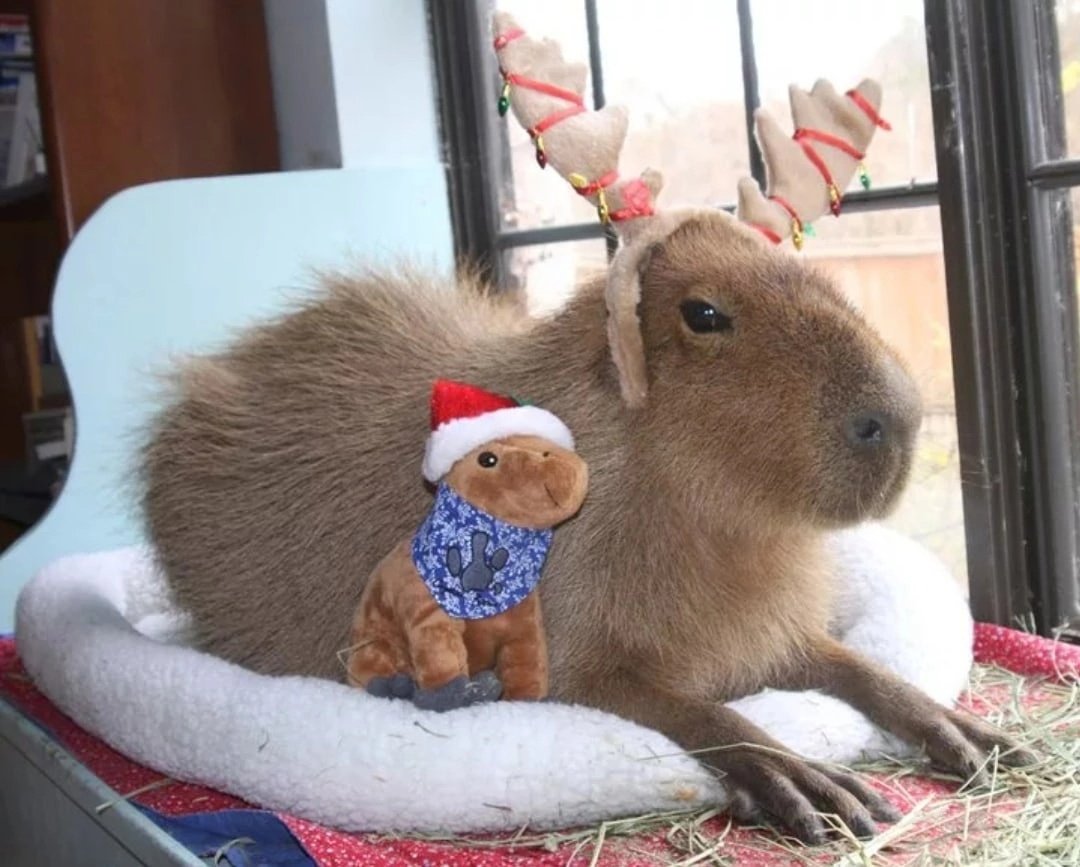 Капибара арт