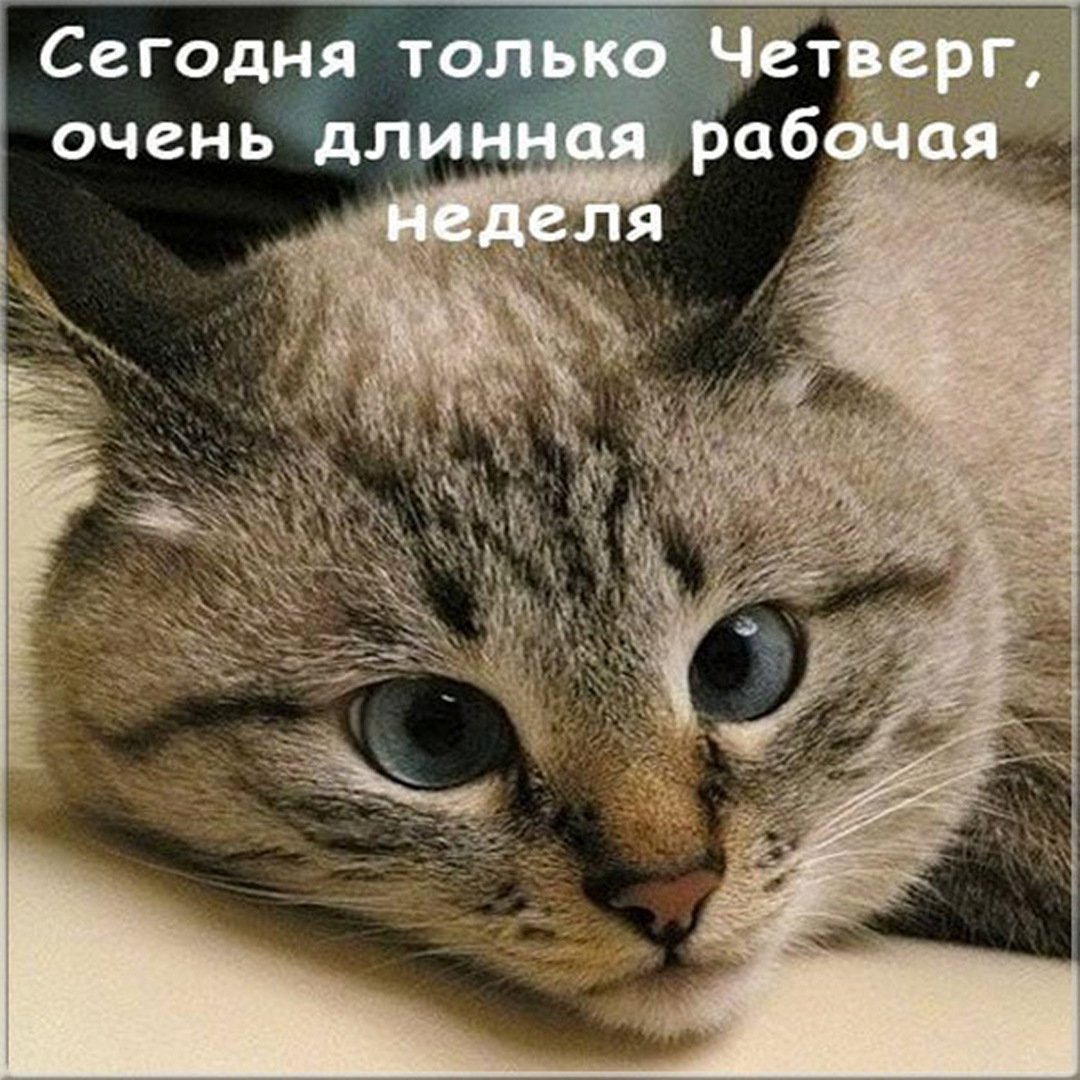 Доброе утро четверга