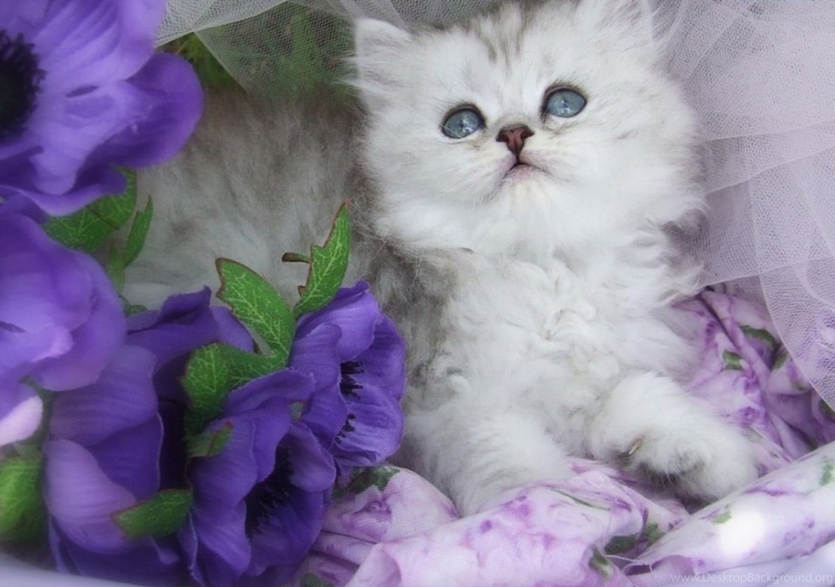 Доброго вечера и хорошего настроения с котиками