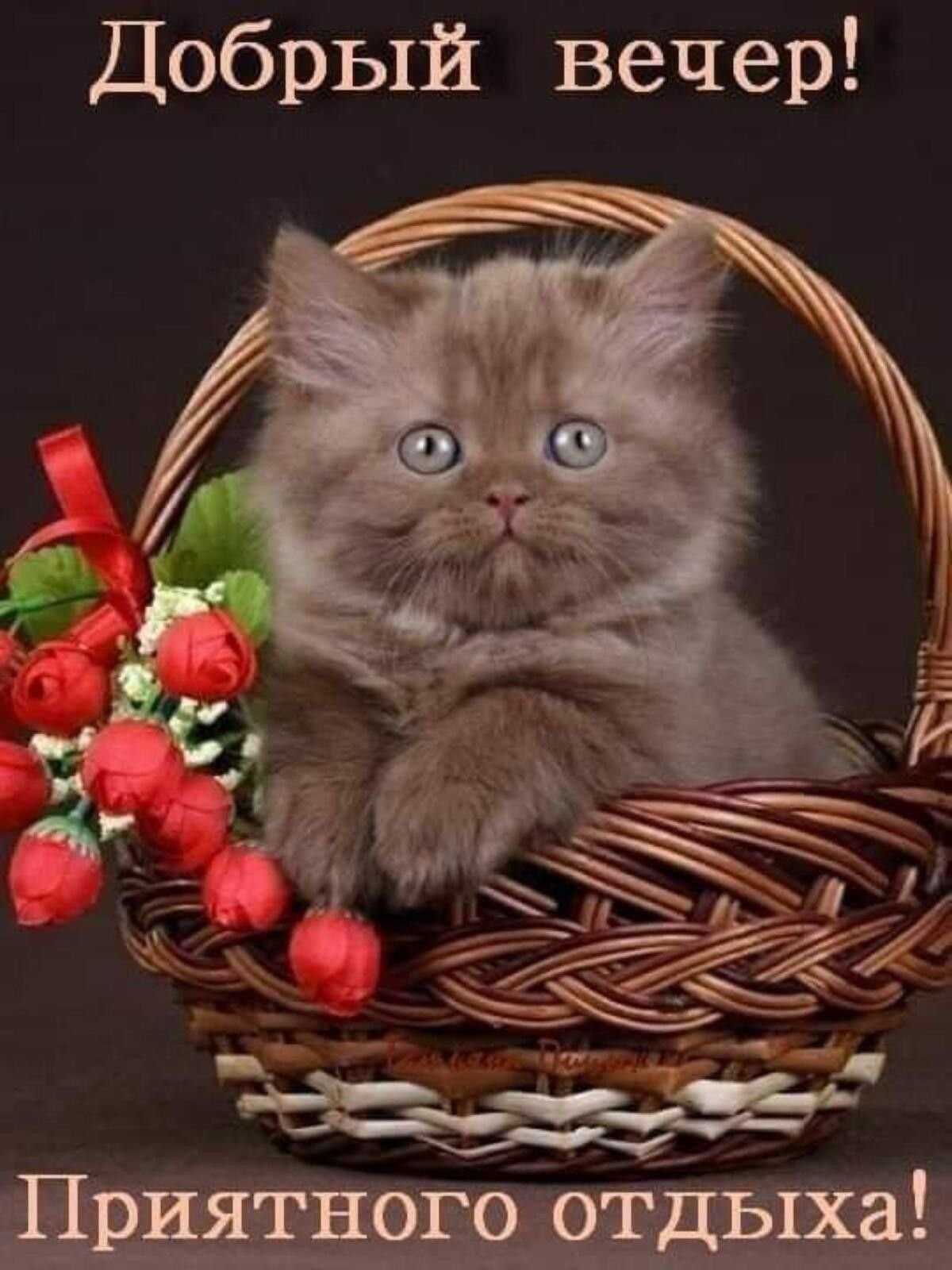 Добрый вечер с котиками