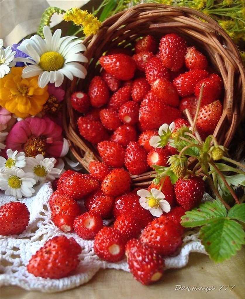 Лето фрукты ягоды