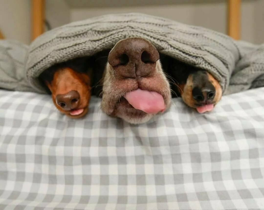 Собака под одеялом