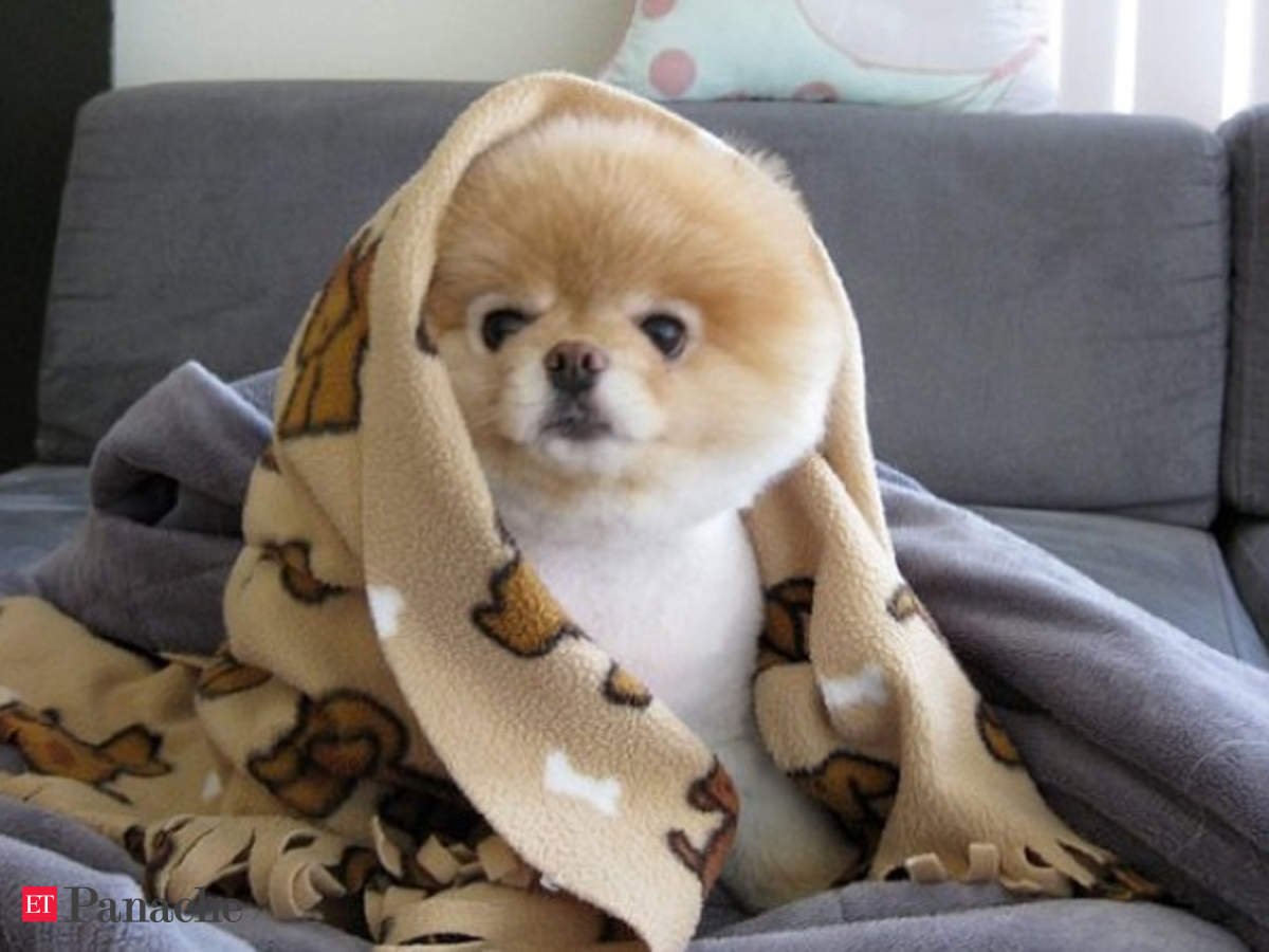 Доброе утро с животными