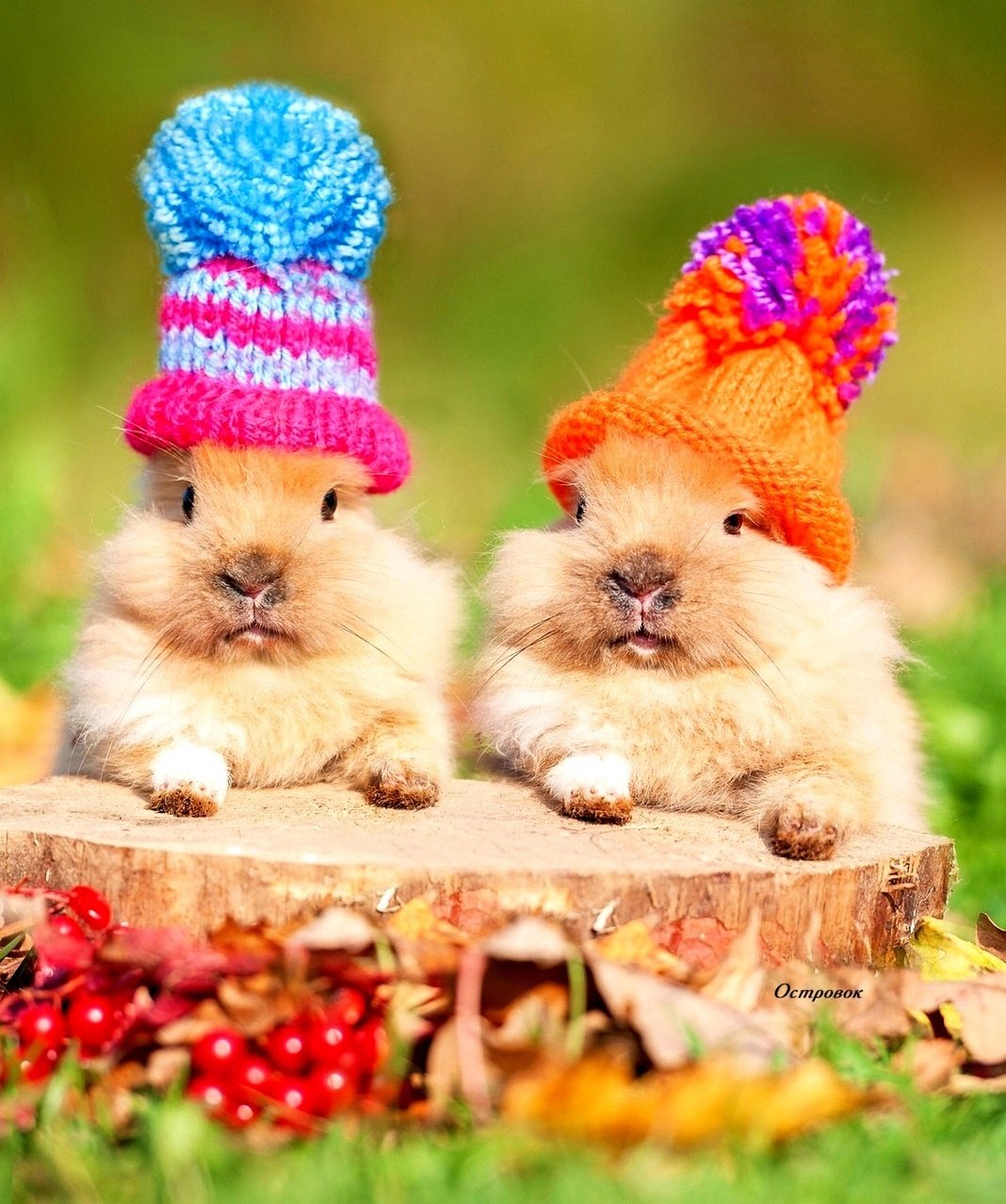 Доброе утро зверюшки