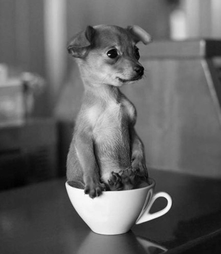 Добрые приколы