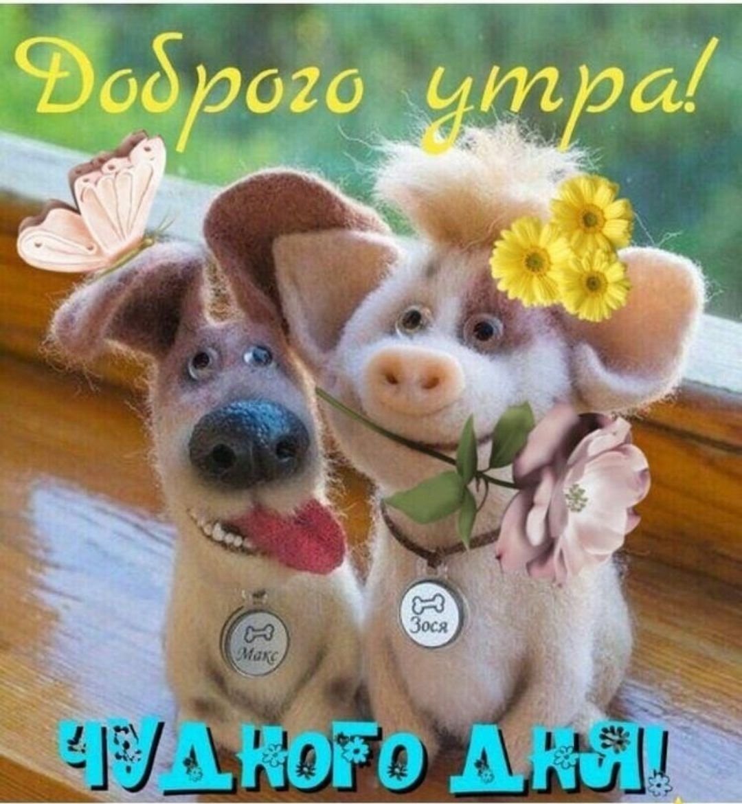 Смешные приветствия с добрым утром