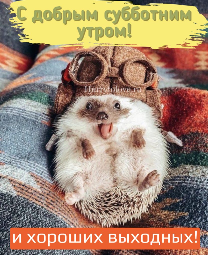 Милые Ёжики в шапочках