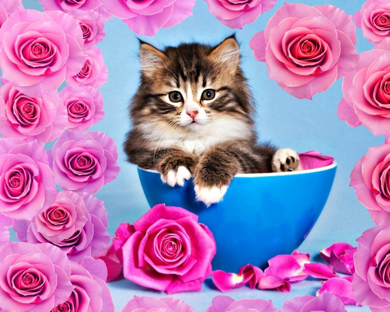 Котенок любит играть с цветами. Котенок с цветами. Розы и котенок. Кот с цветами открытка. Открытки с котятами.