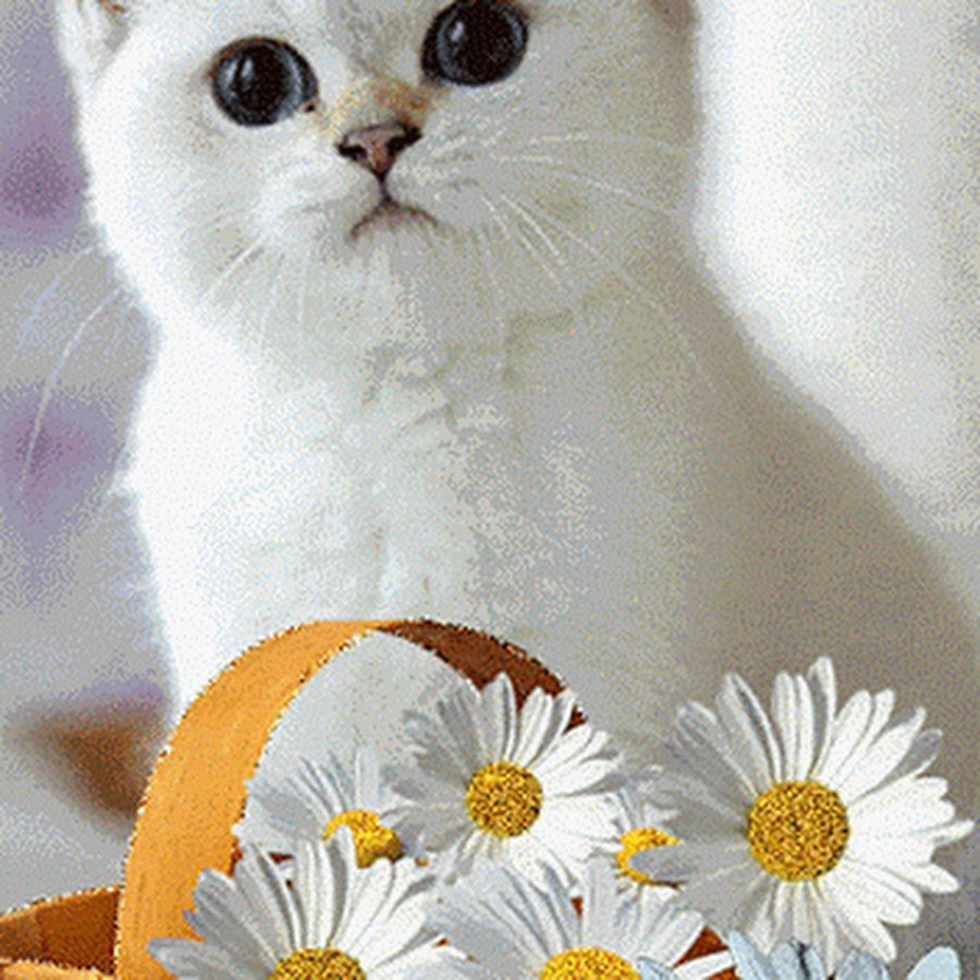Кошечка с ромашками