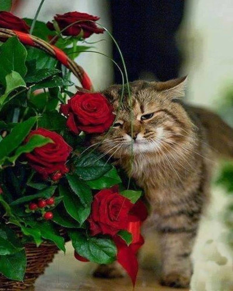 Котенок с цветочком