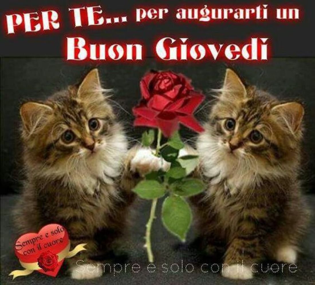 Для тебя кот с цветами