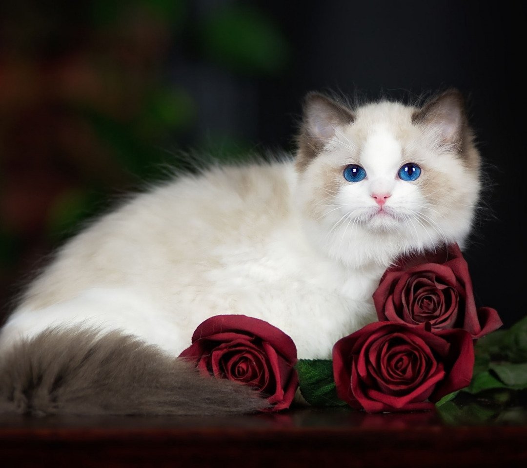 Красивые кошки