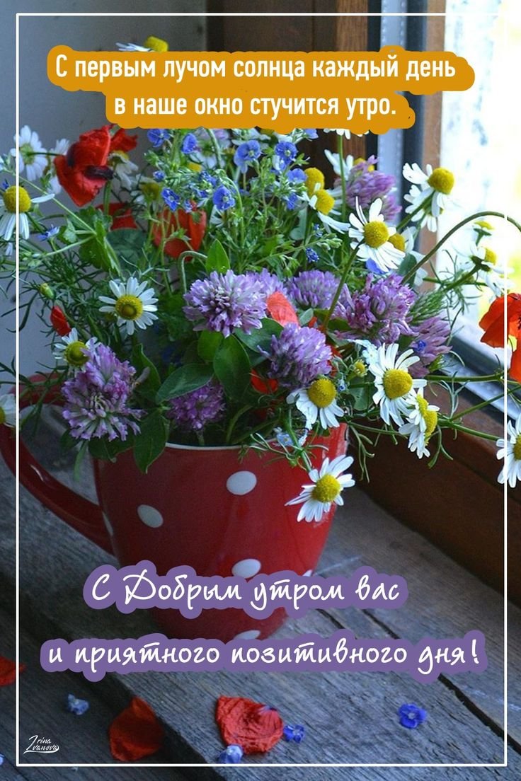 Доброе утро петунии