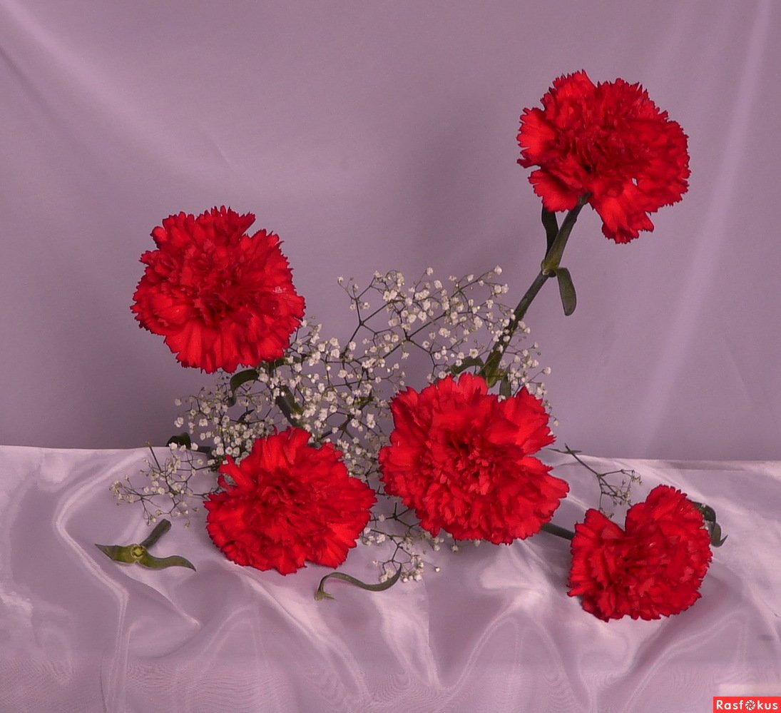 Красивые гвоздики