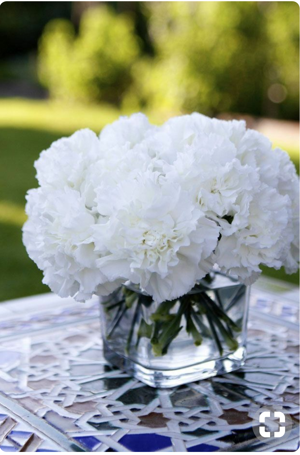 Гвоздика Диантус белая