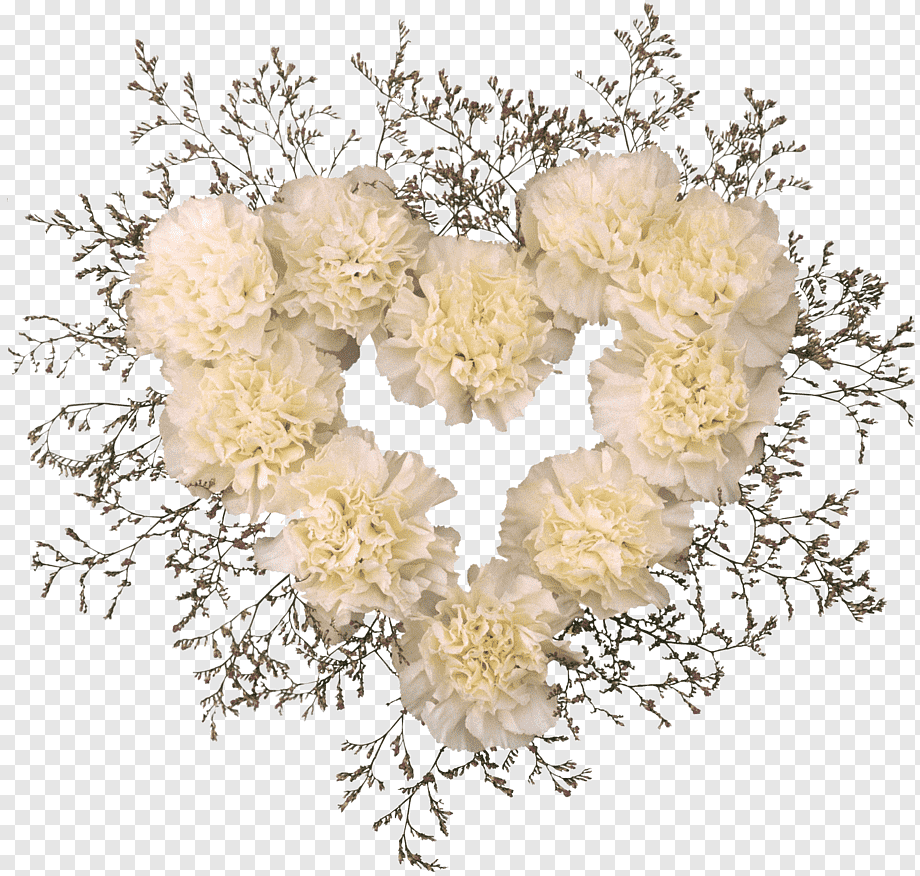 Гипсофила на белом фоне