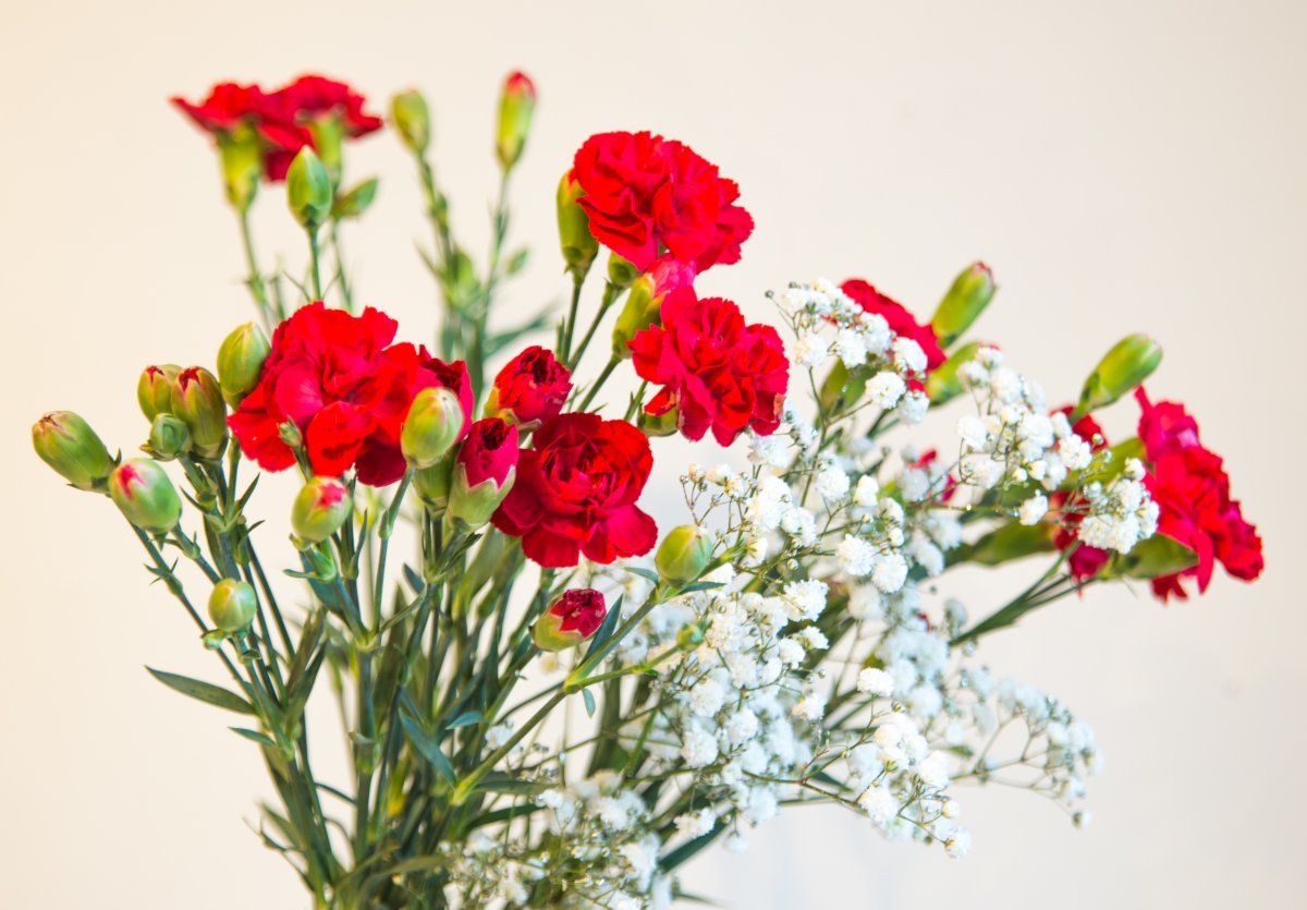 Гвоздика кустовая красная