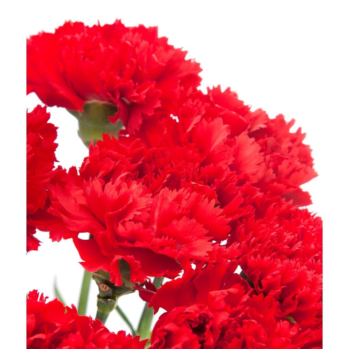 Гвоздика Селект