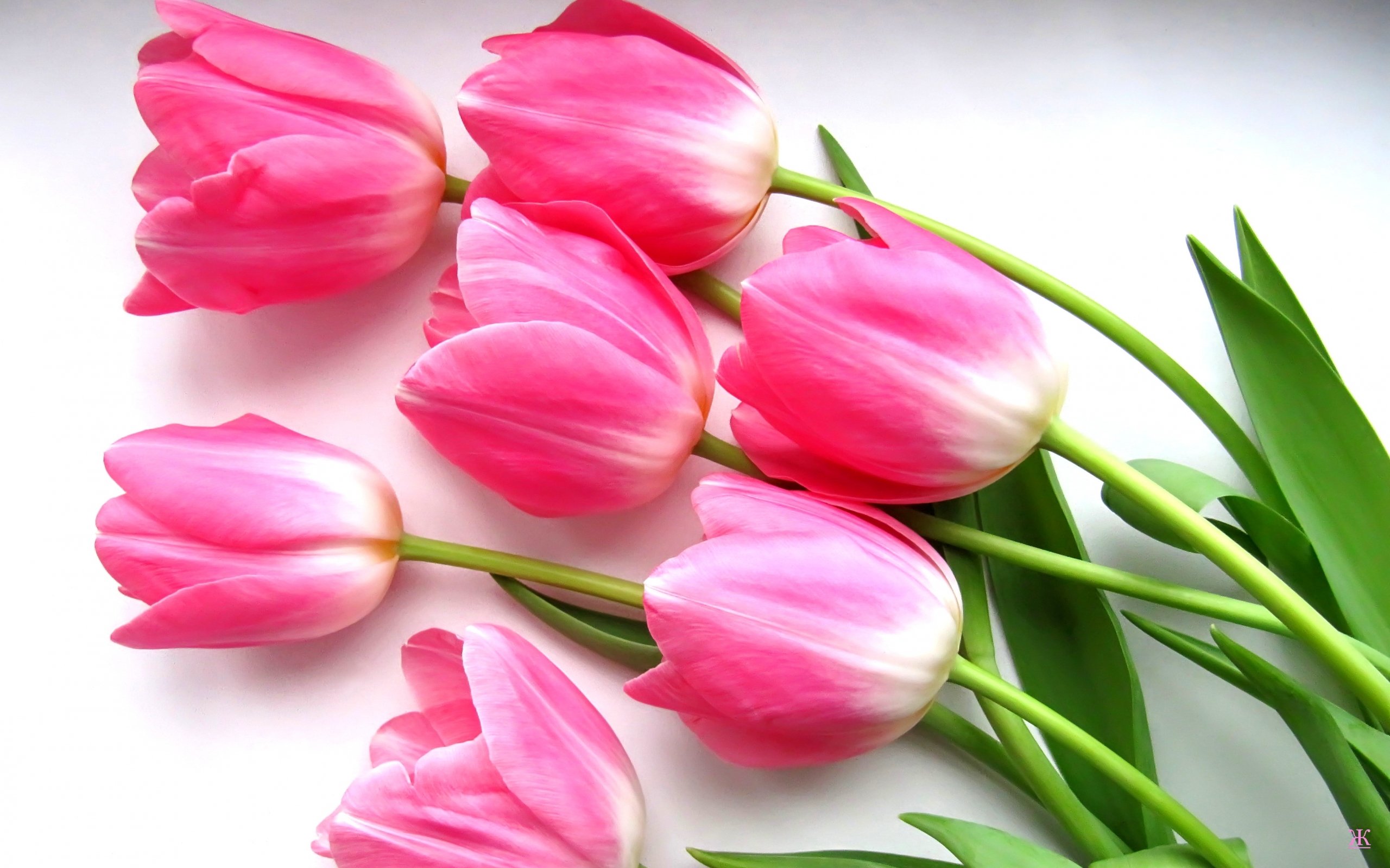 Тюльпаны картинки хорошего качества. Цветы тюльпаны. Розовые тюльпаны. Шикарные тюльпаны. Букет тюльпанов открытка.