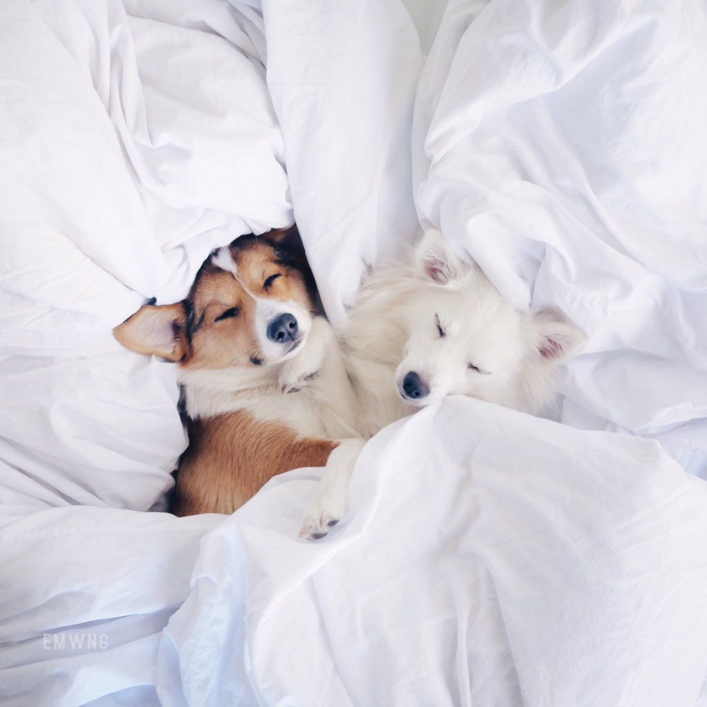 Собака в постели