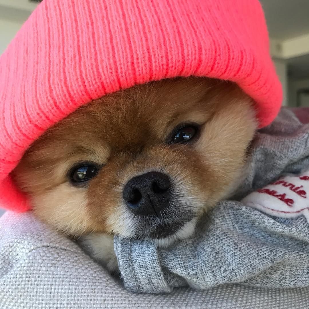 Доброй ночи собачки