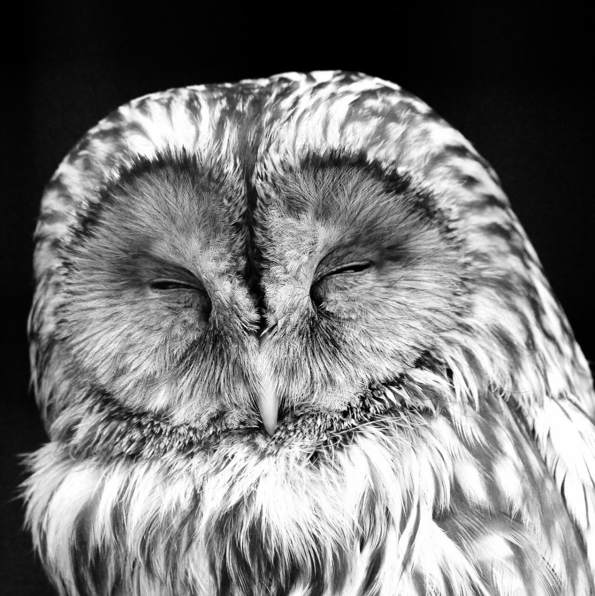 Совушки спокойной ночи