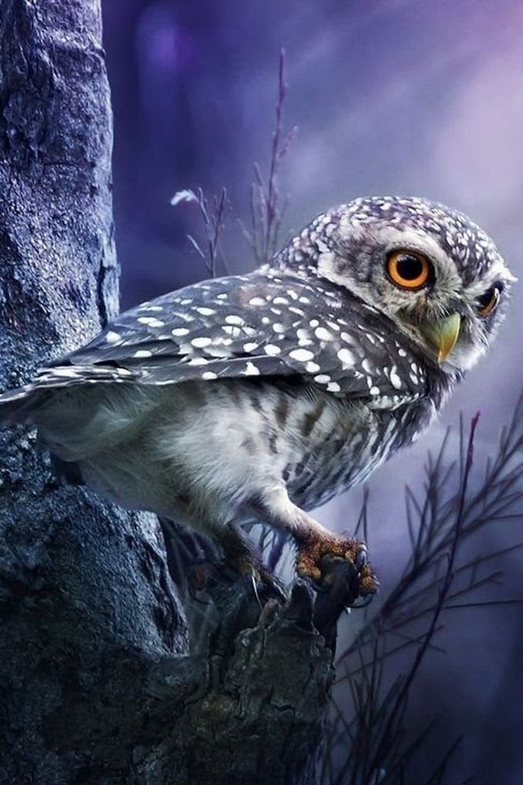 Красивые ночные птицы