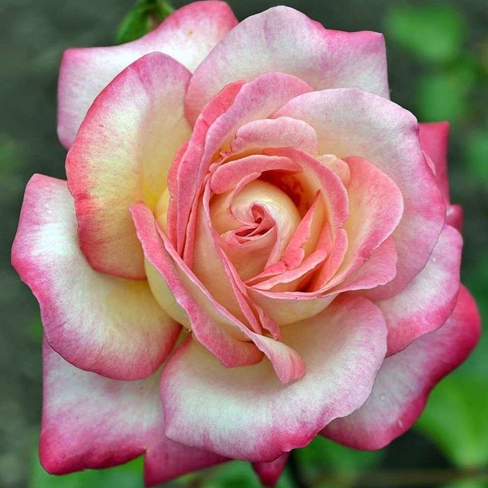 Елизавета надпись