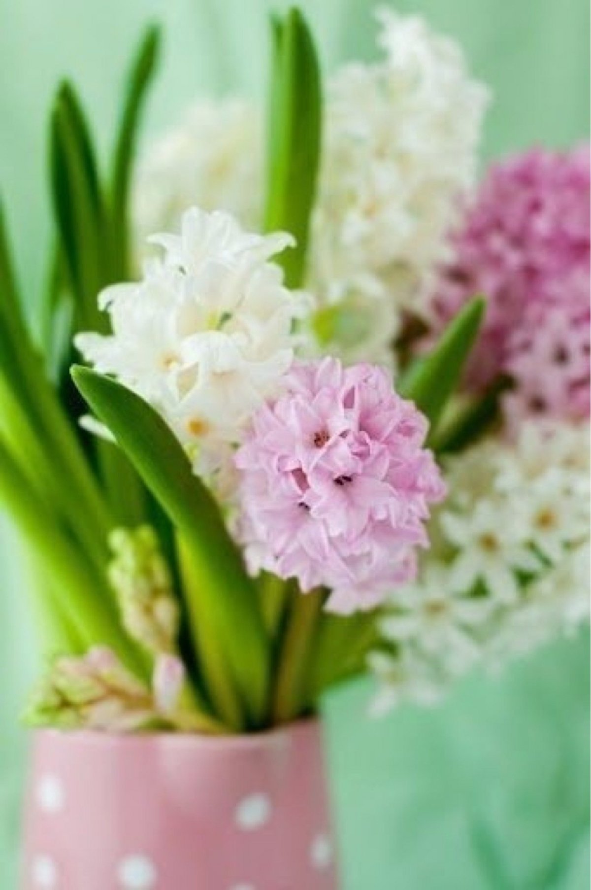 Гиацинт Нарцисс хамелациум