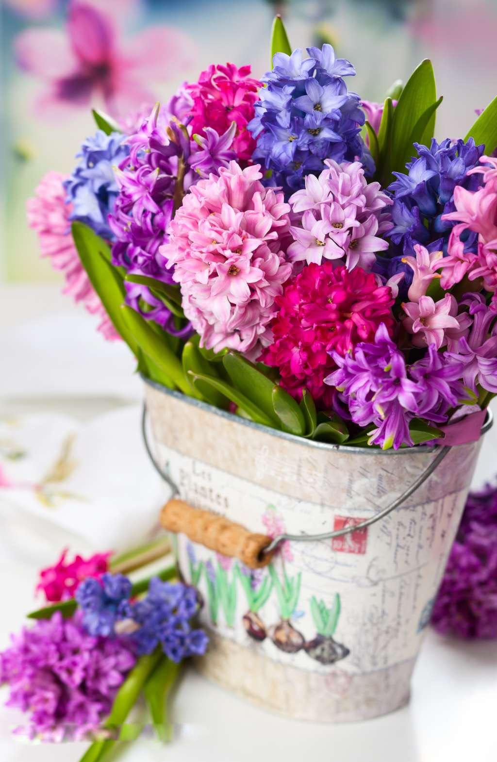 С днем рождения гиацинты