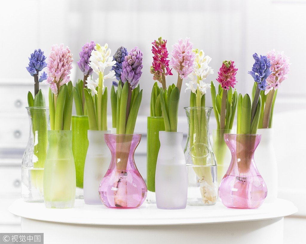 Гиацинты в аквагрунте