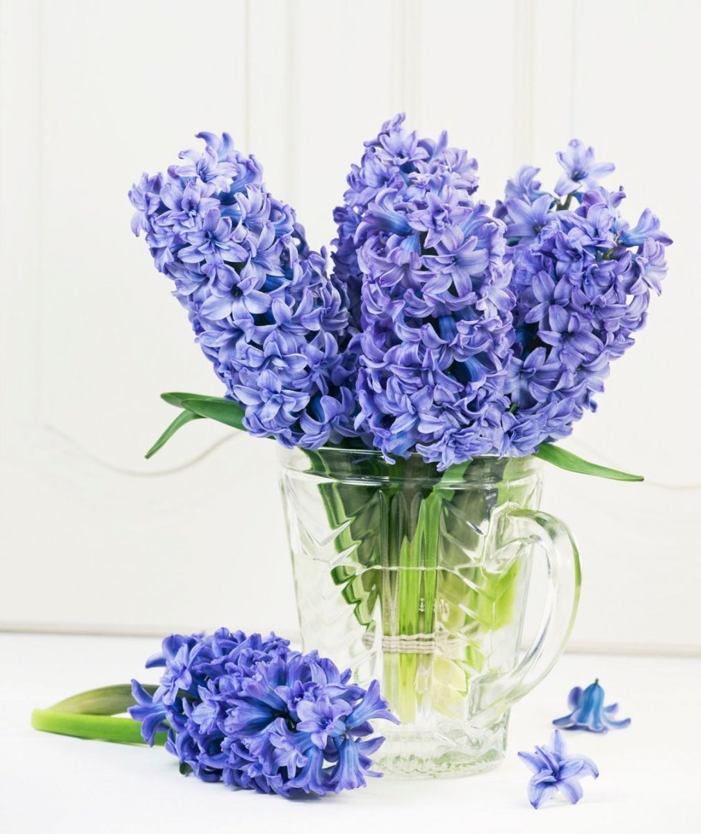 Гиацинт срезка