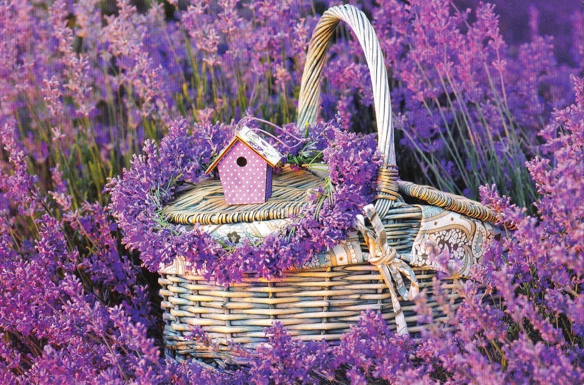 Цветы Прованса