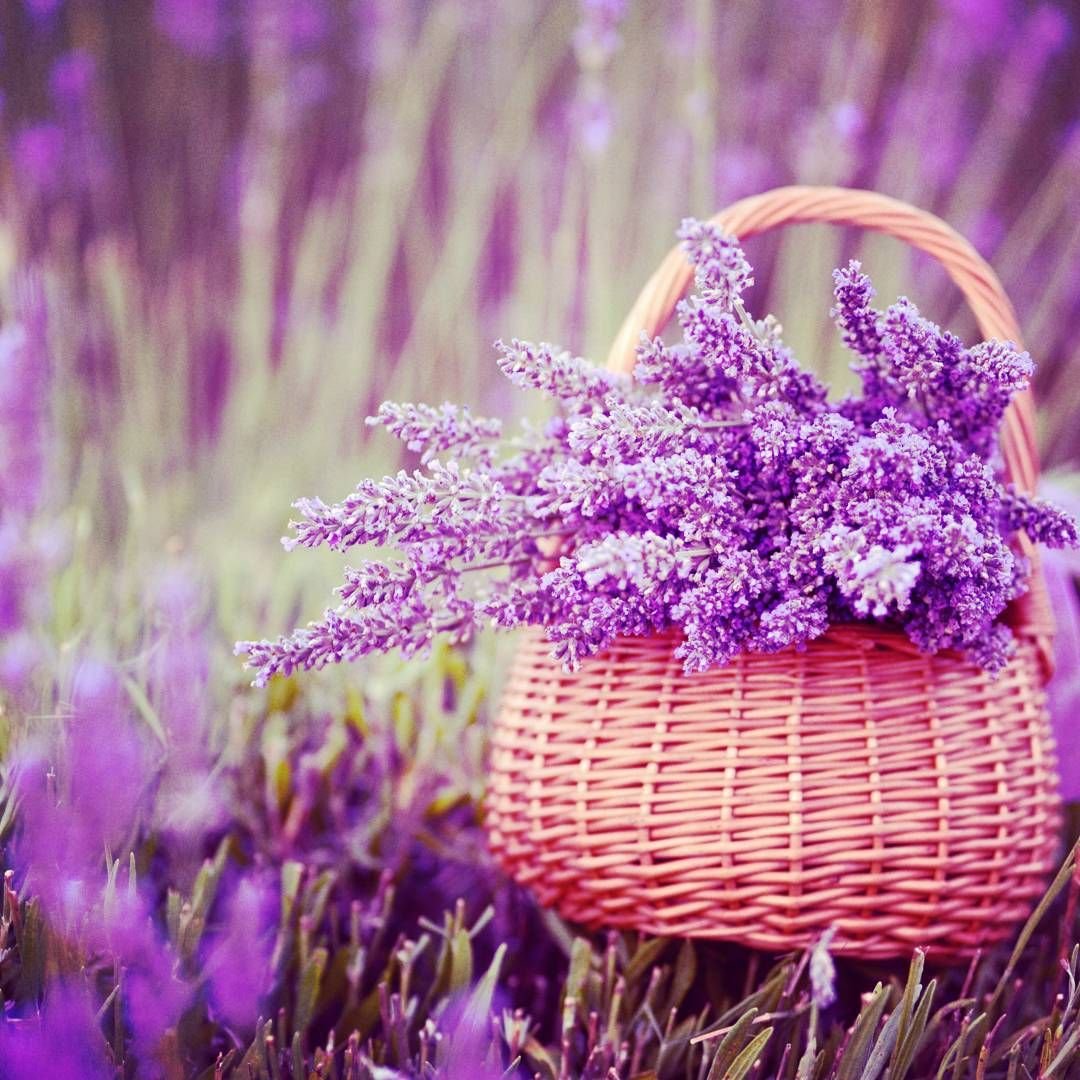 Мелкие фиолетовые цветочки в корзинке