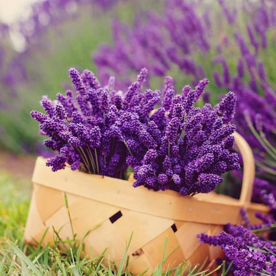 Лаванда Лавандовая леди