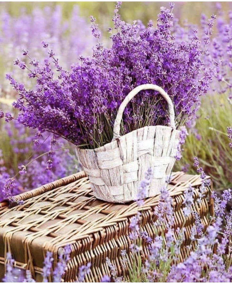 Лаванда однолетняя