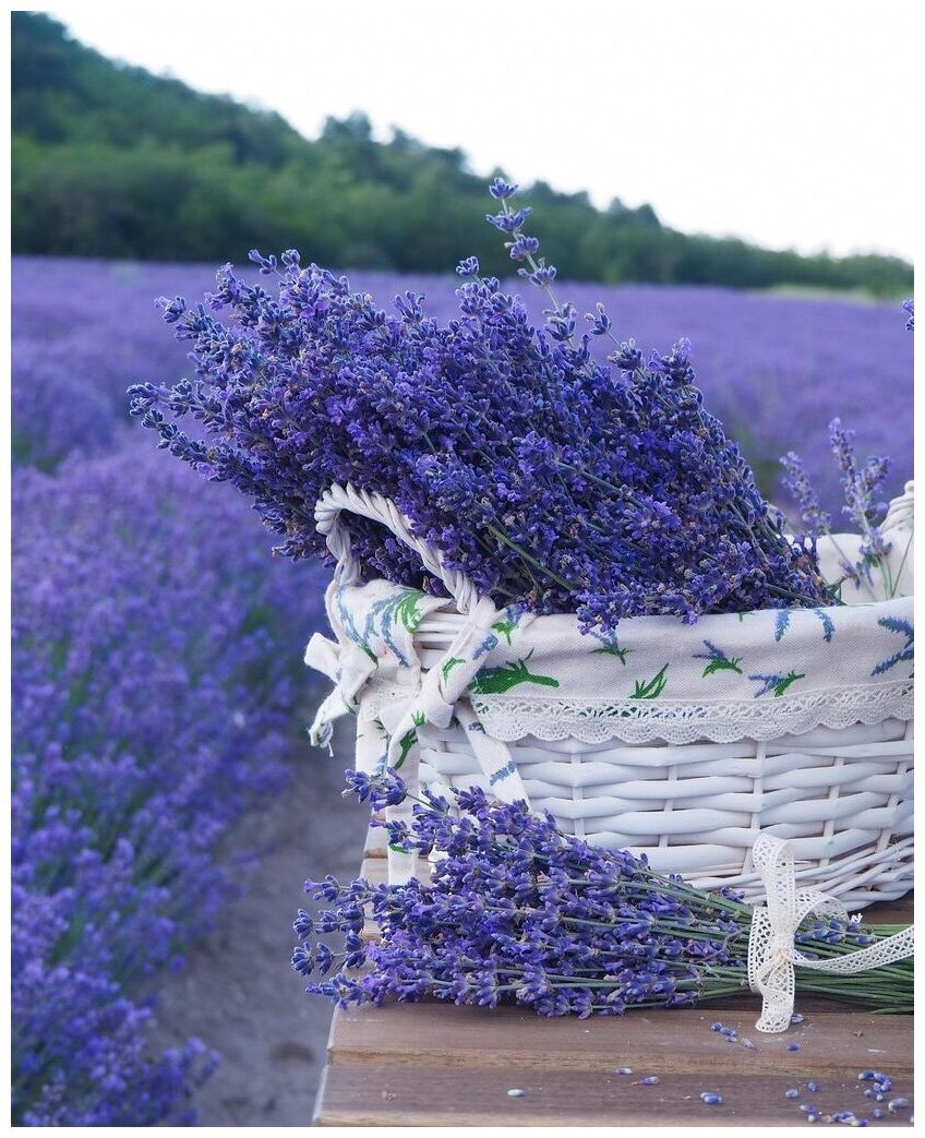 Лаванда Блю спринг