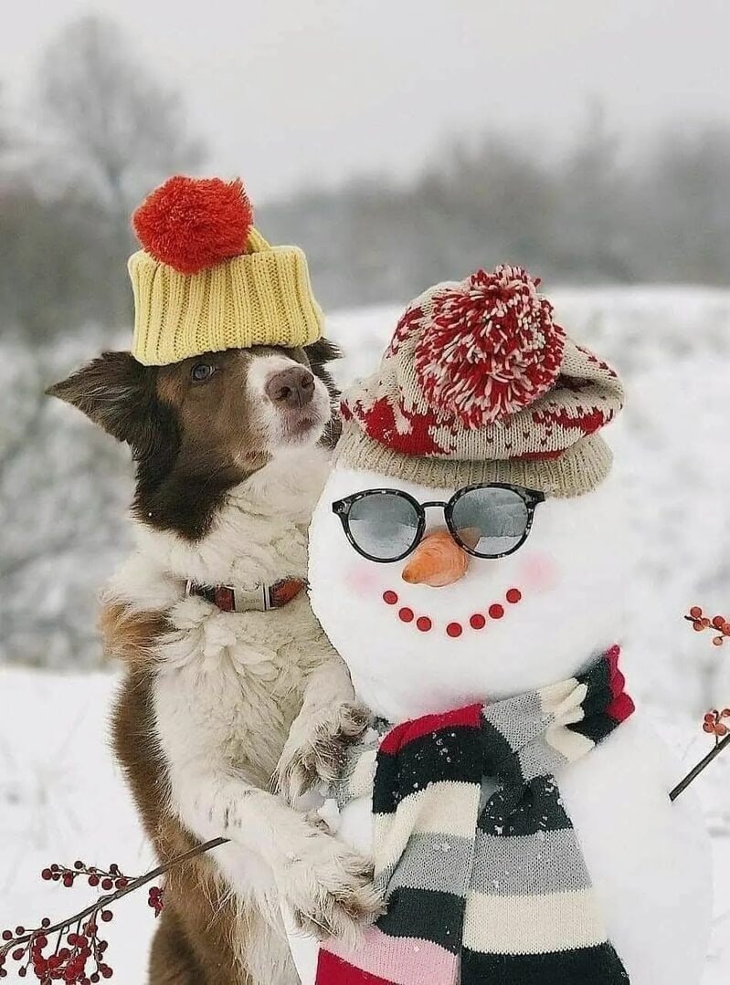 Доброе утро собаки зима