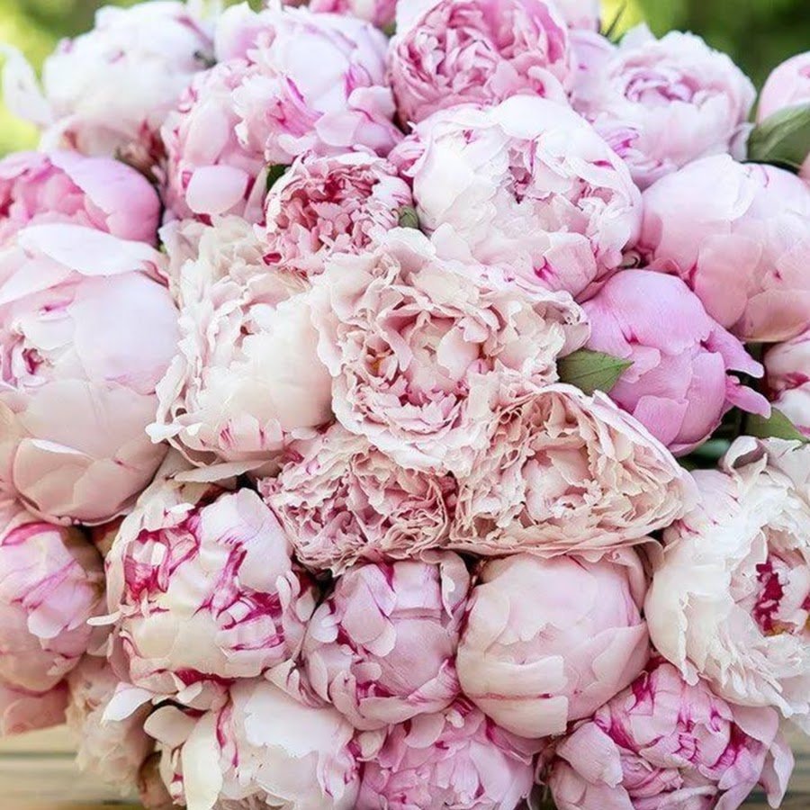 Роскошные пионы